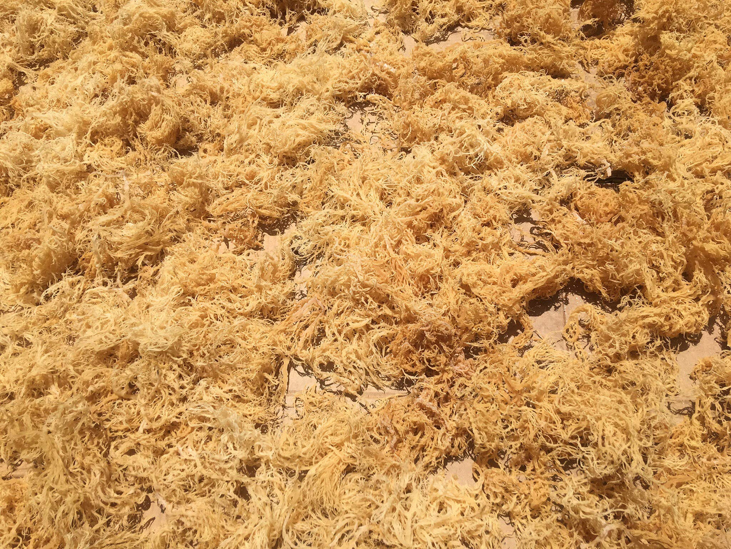 Sea Moss | Irish Sea Moss | Wildcrafted - 100% Natural, Makes 120+ oz of Seamoss Gel, from St. Lucia | Dr. Sebi - 8oz